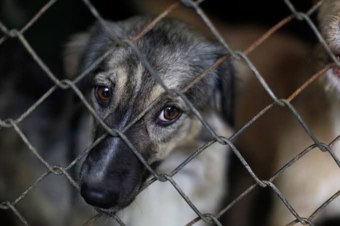 Ayuntamiento de SLP recibe multiples denuncias por maltrato animal en 2024