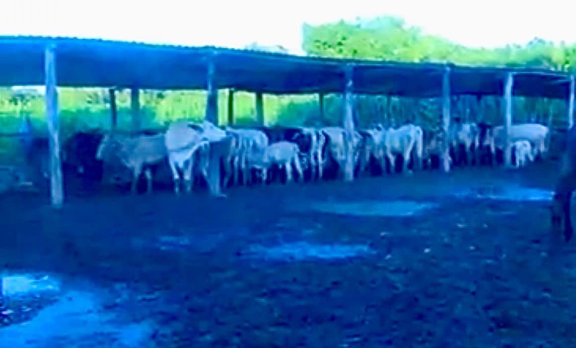 Brinda gobierno de Solidaridad apoyo para reactivar sector ganadero 