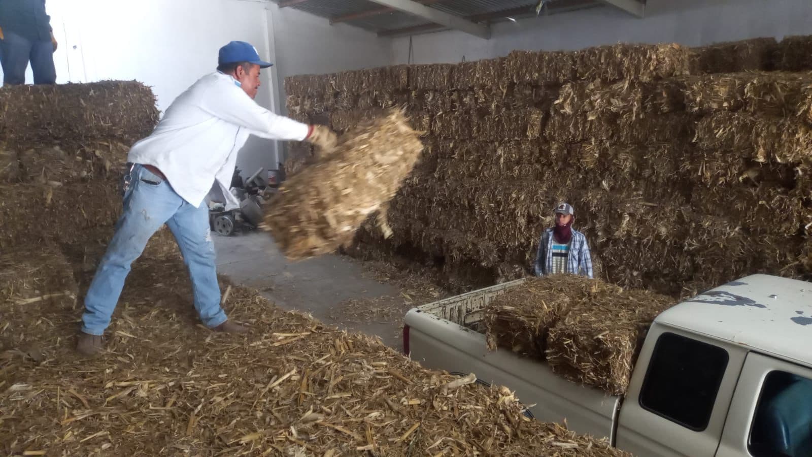 Impulsa gobierno de la capital a sector ganadero brindando alimento