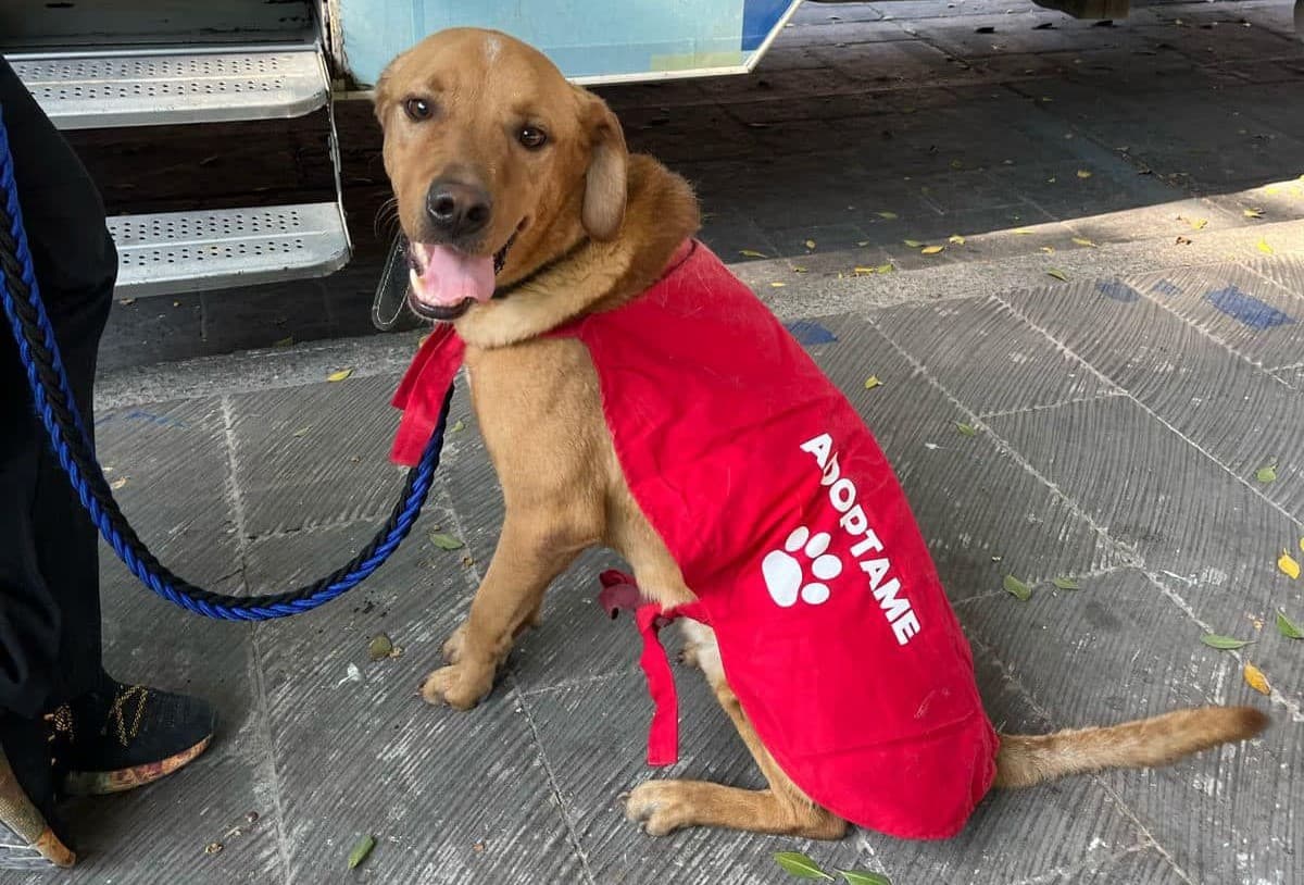 Sufren mascotas golpes de calor y quemaduras