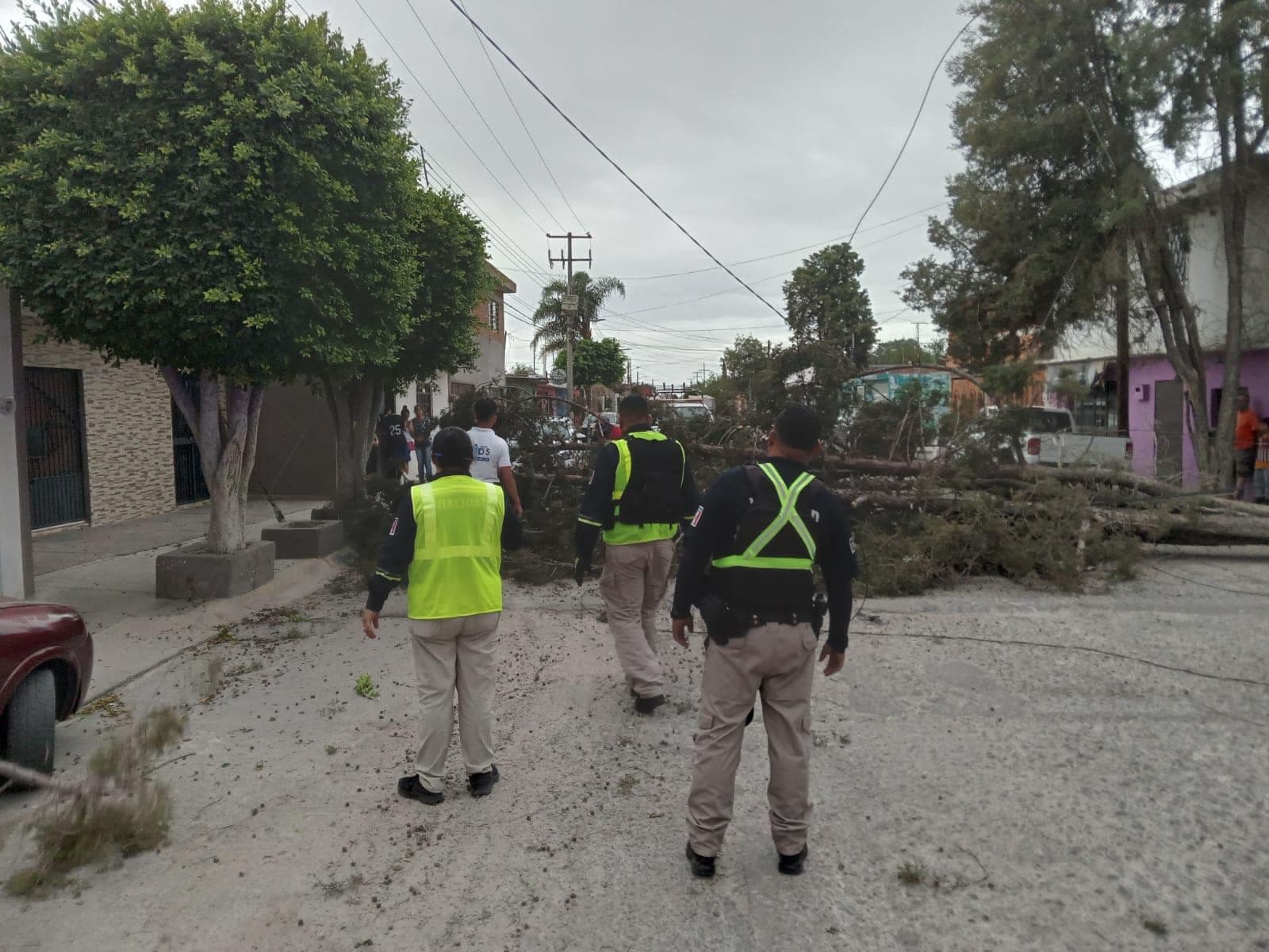 Atiende ayuntamiento árboles caídos en la capital