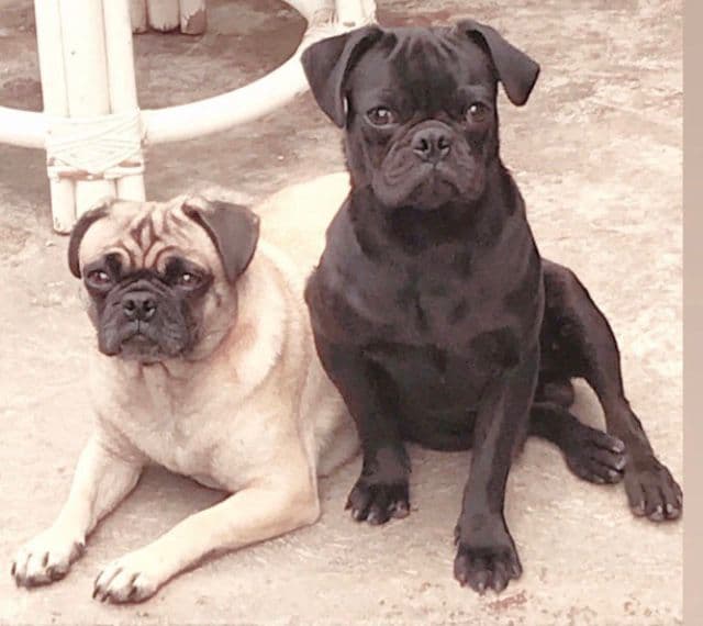 Veterinario alerta sobre los riesgos de golpe de calor y enfermedades dermatológicas en perros