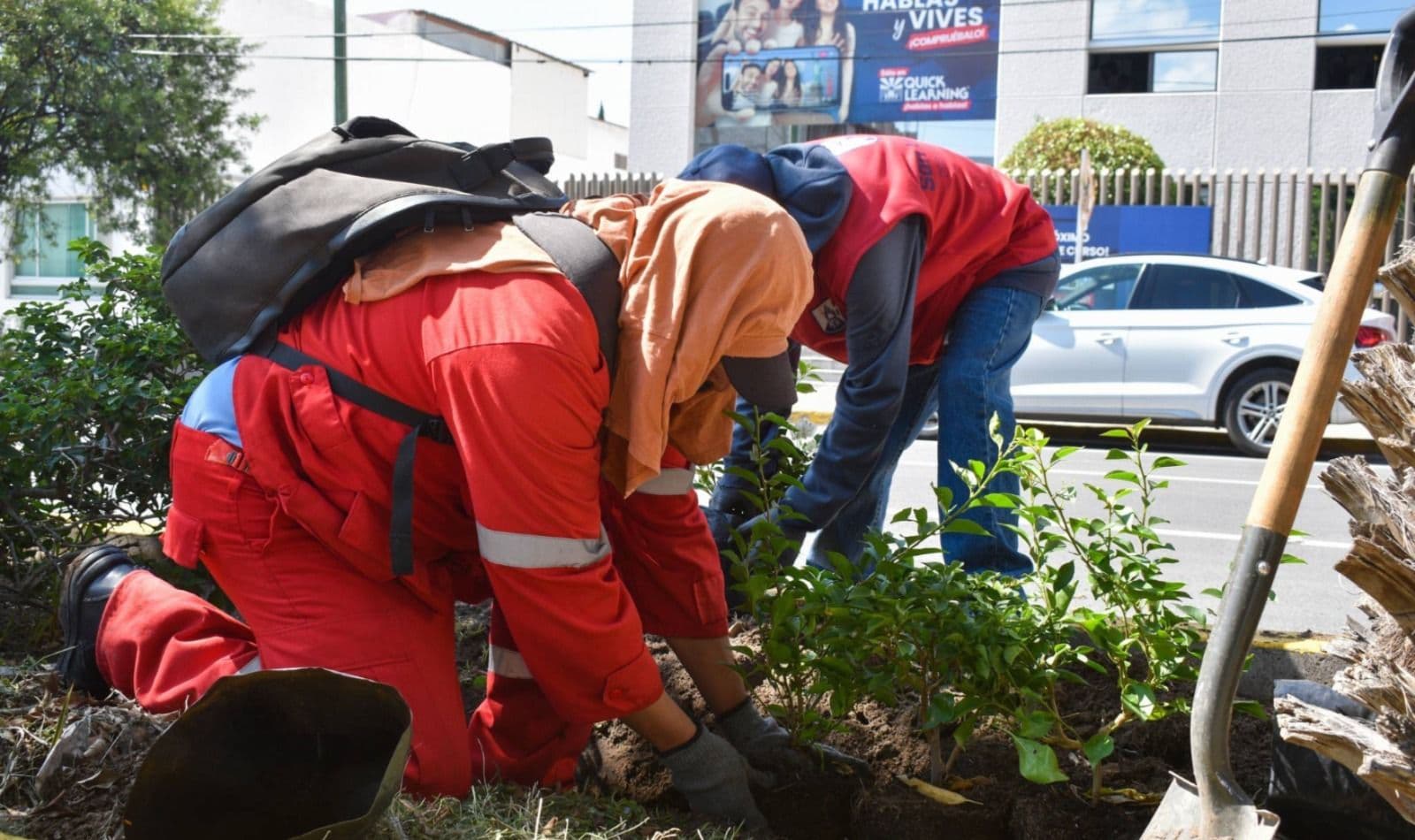 Reforestan Paseo Carranza para fomentar biodiversidad y mejorar el entorno urbano
