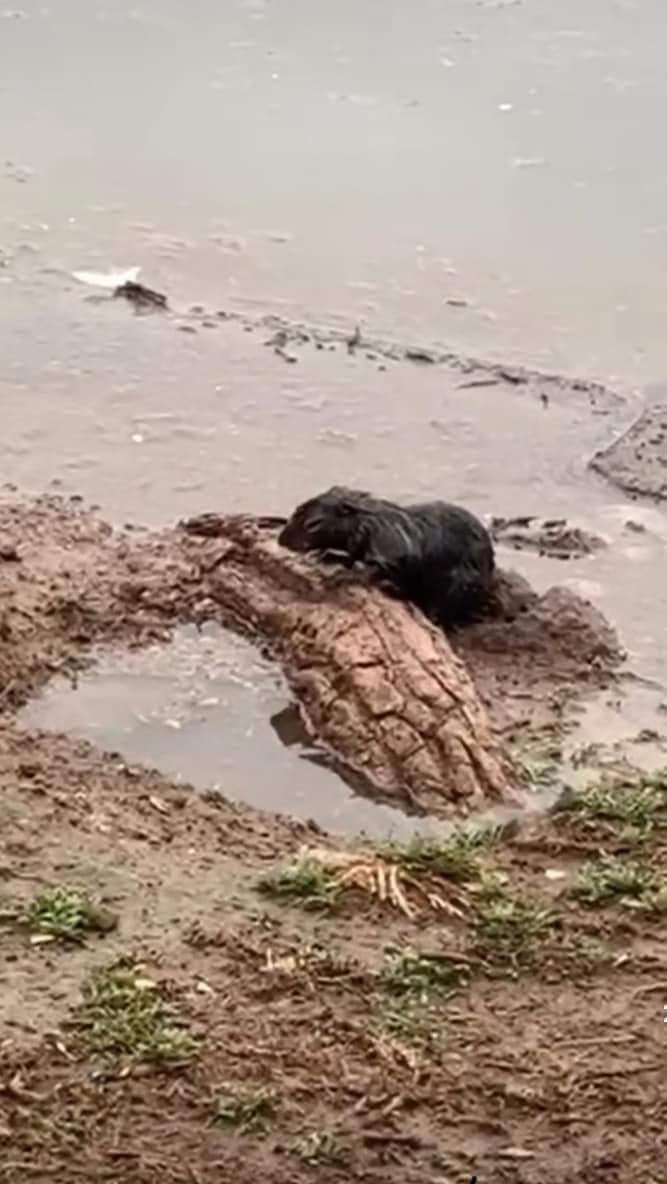 Ardillas del Parque Tangamanga en peligro por inundación