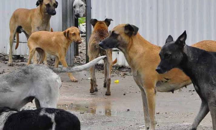 SLP sin alerta por casos de parvovirus canino