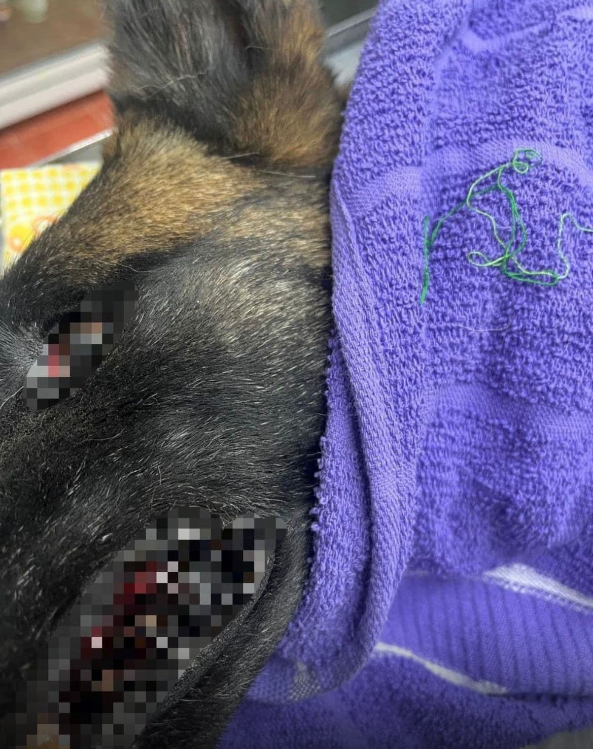 Acusan a clínica Garritas de negligencia veterinaria