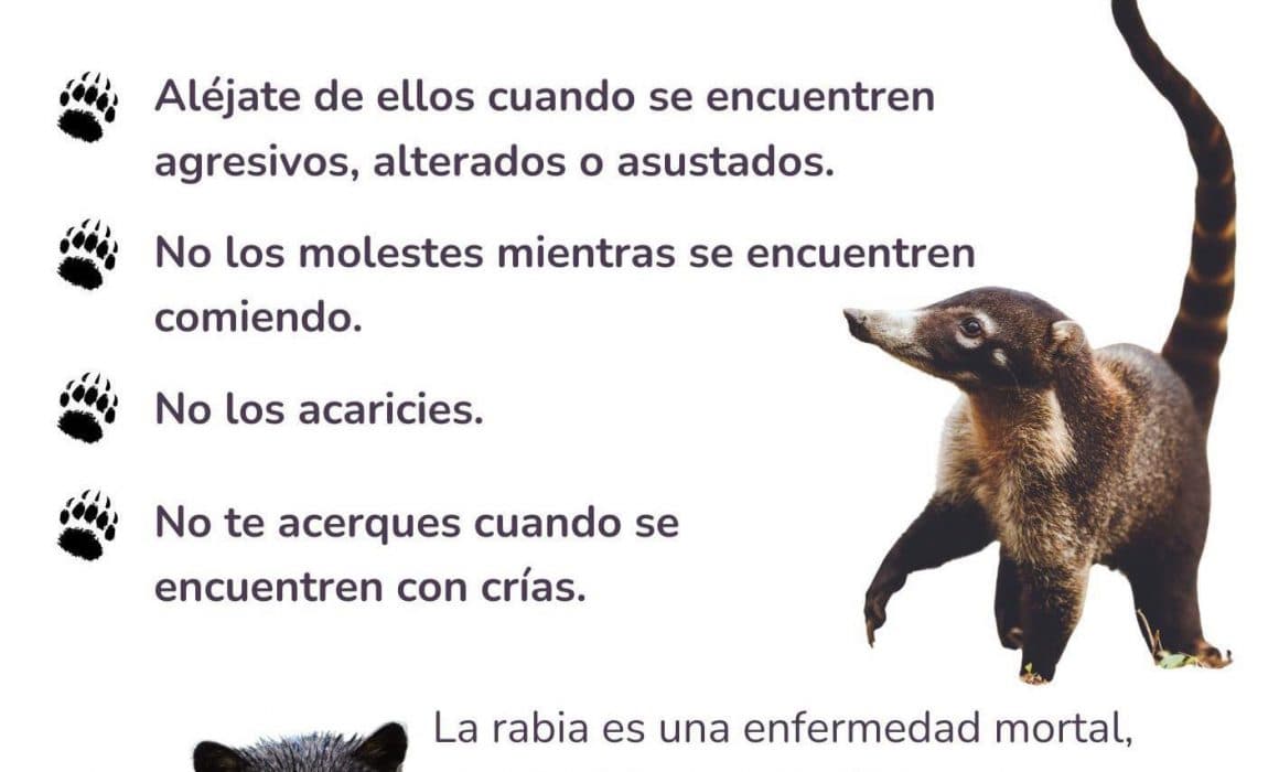 ¿Has visto algún animal silvestre en Cancún?
