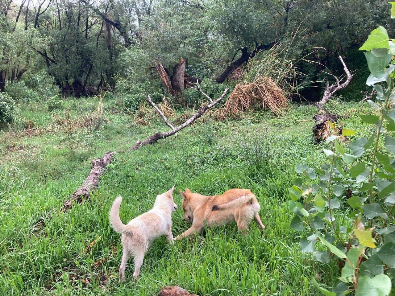 Incentiva ayuntamiento control y cuidado de animales callejeros