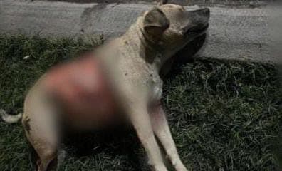 Indigna muerte de perrita por maltrato animal en Soledad