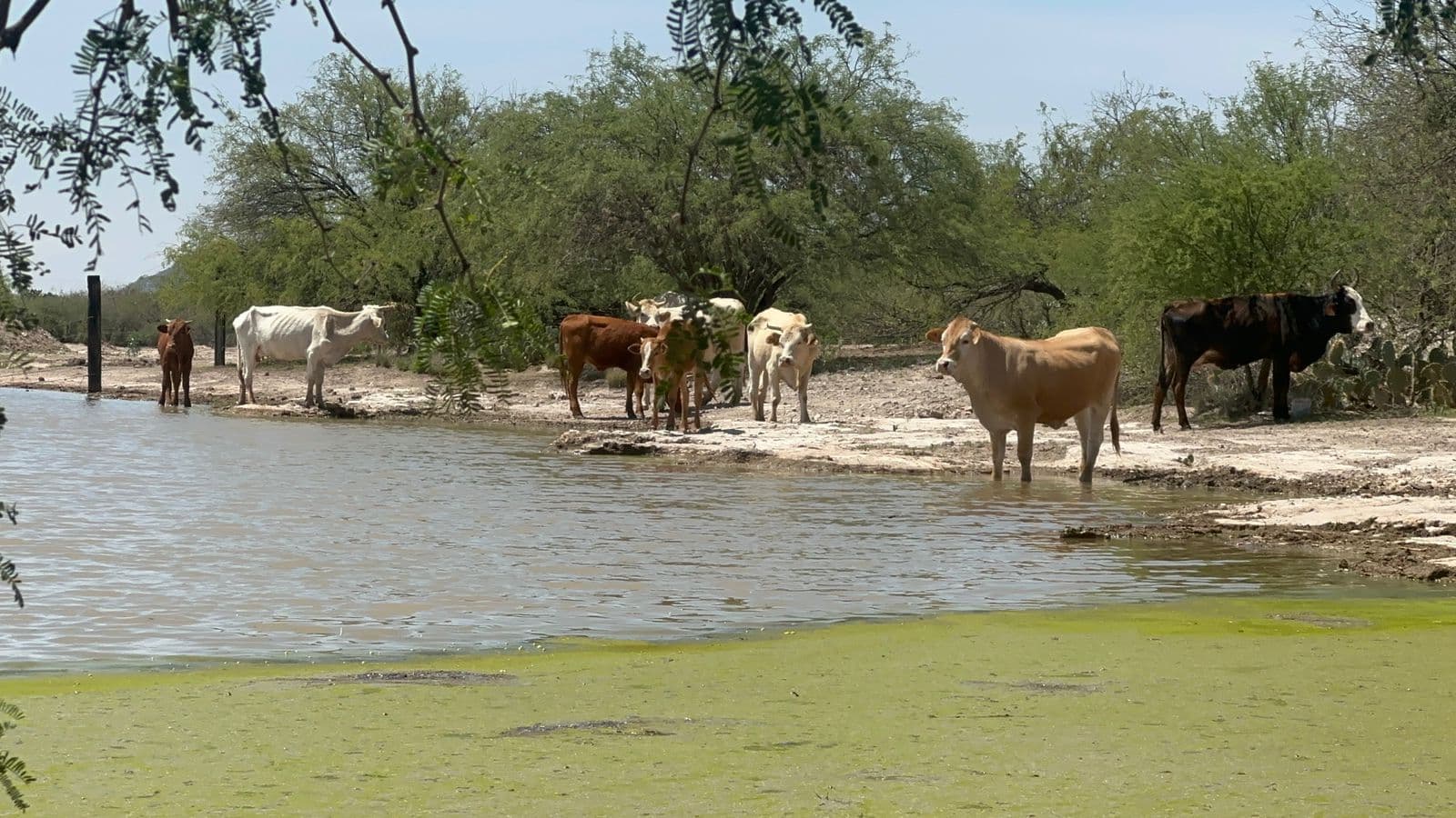 Se encuentran a su máxima capacidad bordos de abrevaderos tras lluvia
