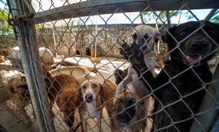 Esperan un hogar 65 perros rescatados en Centro Integral para el Bienestar Animal