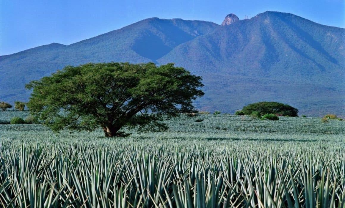 Cumple 18 años el Paisaje Agavero como Patrimonio Mundial