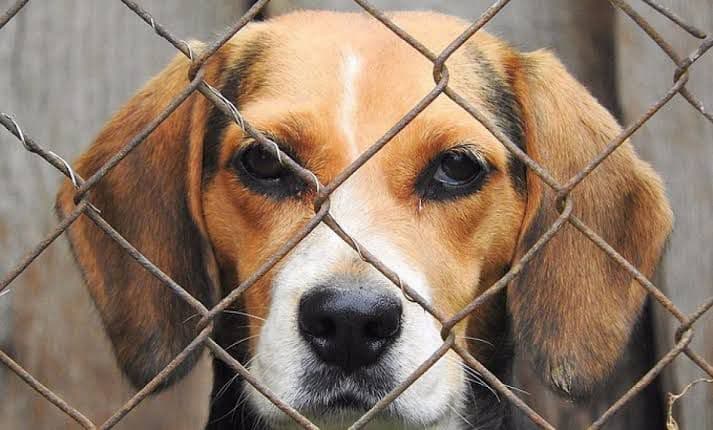 Dan nuevo impulso a agenda animalista en San Luis Potosí