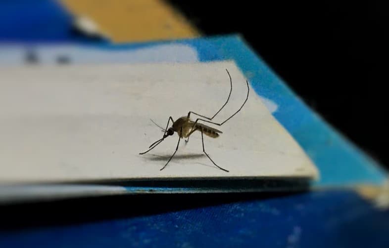 Fallece mujer por dengue en la Huasteca Potosina