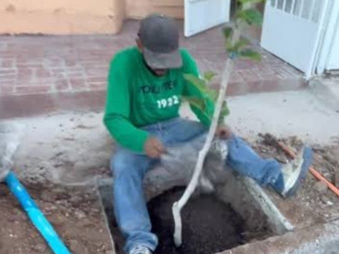 Destruyen ciudadanos banquetas para sembrar árboles