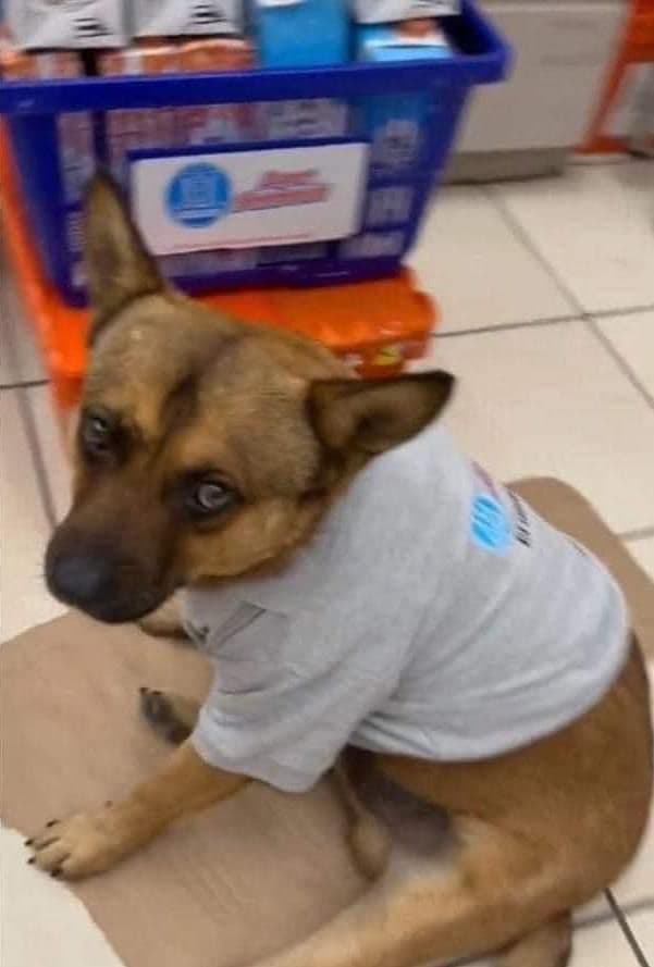 De la calle a la farmacia: Gordo, el perro guardia adoptado en San Luis Potosí