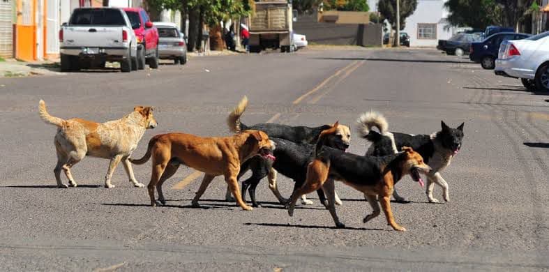 Recorte en presupuesto para esterilizaciones agrava crisis de animales callejeros en SLP