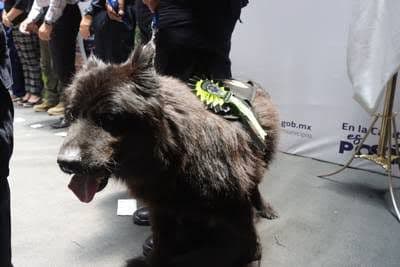 Perros rescatados podrían unirse al agrupamiento K9 de la SSPC