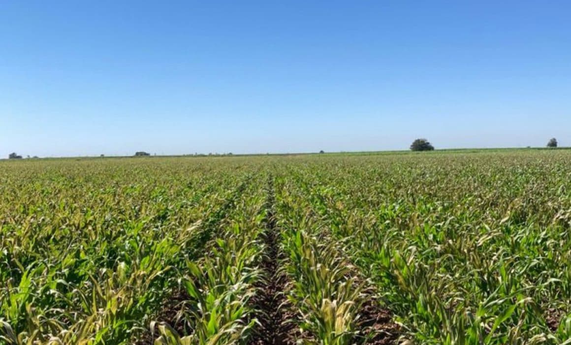 Cortan subsidio de luz para riego a 2 mil productores agrícolas en el estado
