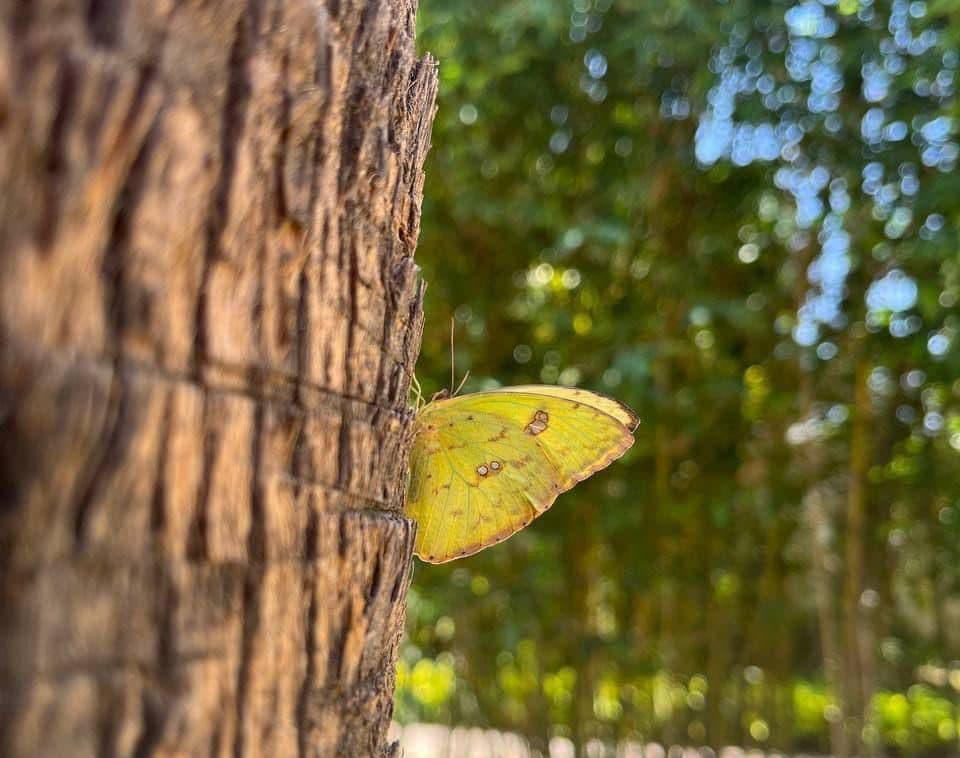 Llegada masiva de mariposas sorprende a los habitantes de la capital