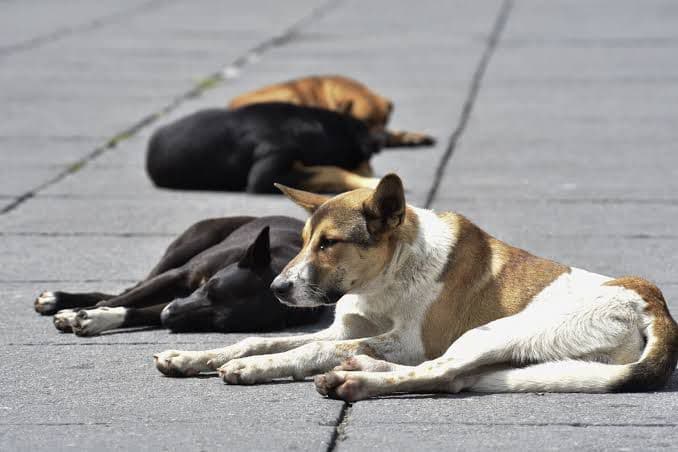Solo se han realizado 40 denuncias por maltrato animal en 3 años