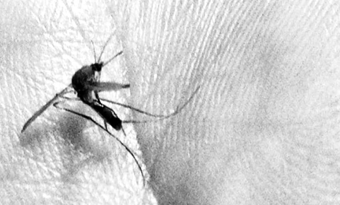Suman 308 contagios de dengue en la región de Puerto Vallarta