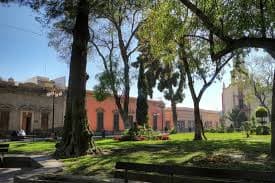 Pasos clave para el cuidado de los árboles en San Luis Potosí