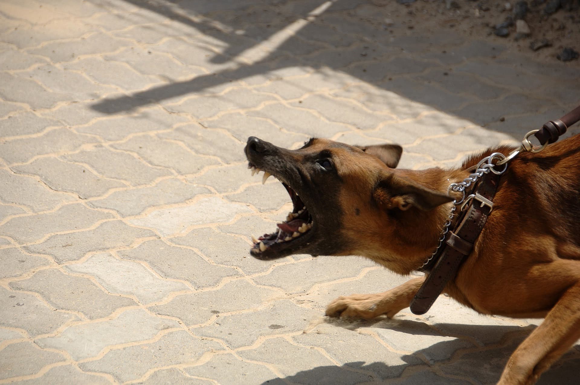 A la alza ataques de jaurías de perros; mujer en Mexquitic hospitalizada