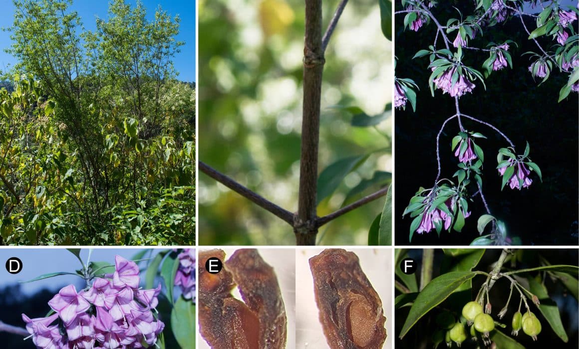 Descubren nueva especie de árbol en Sinaloa 