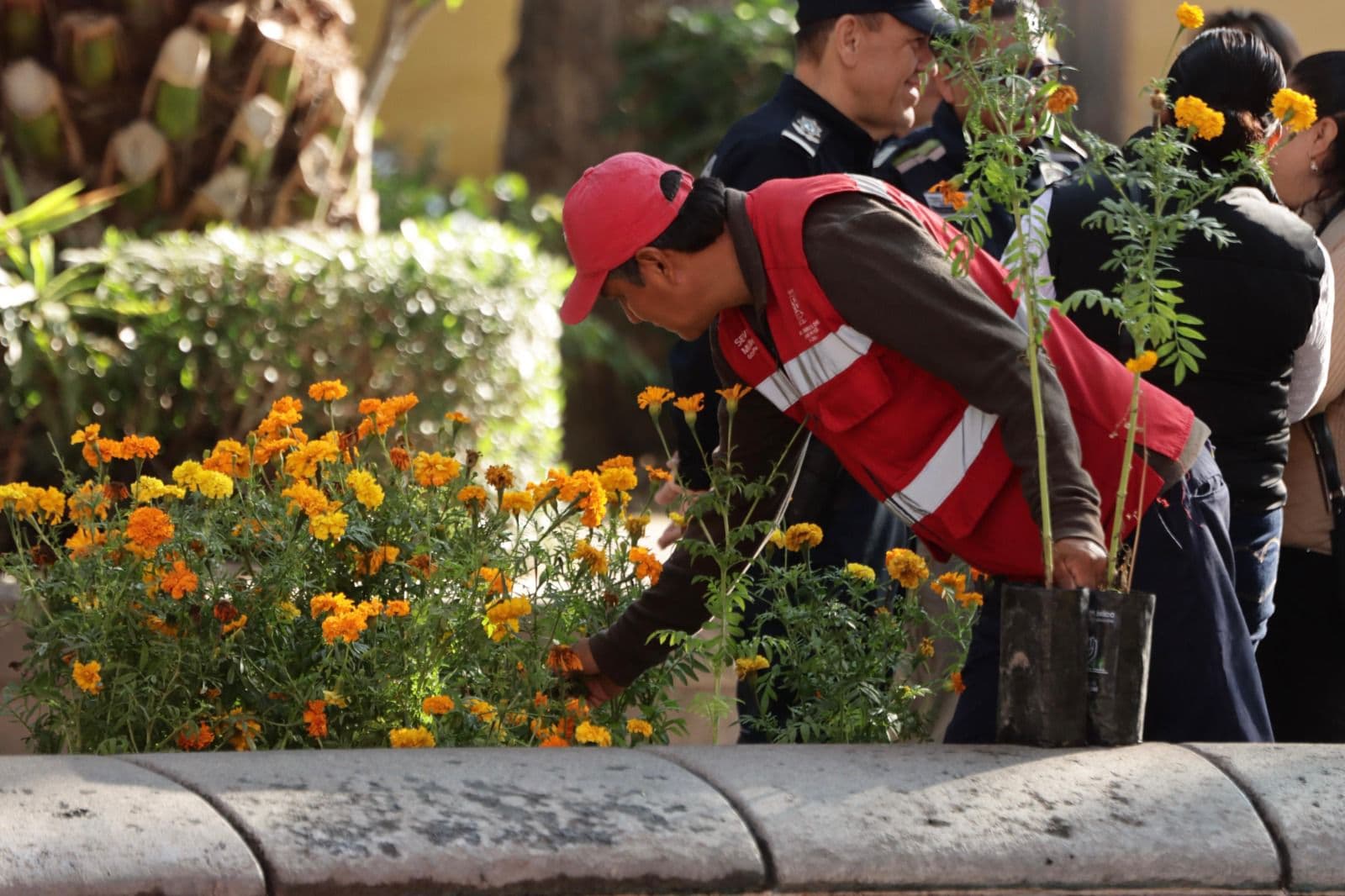 Darán 20 mil plantas de cempasúchil a potosinos de la capital