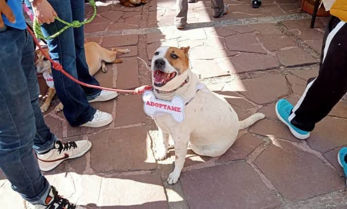 Esta Navidad, perros y gatos buscan un nuevo hogar en el Festival de Adopción