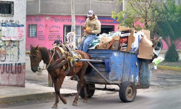 Regidora potosina buscará regular el uso de animales de carga