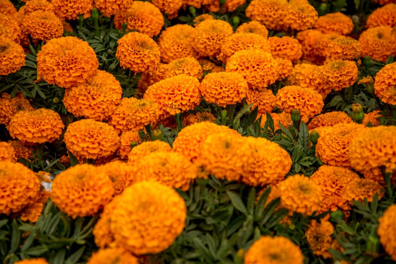 Flor de cempasúchil: más allá de los altares de Día de Muertos