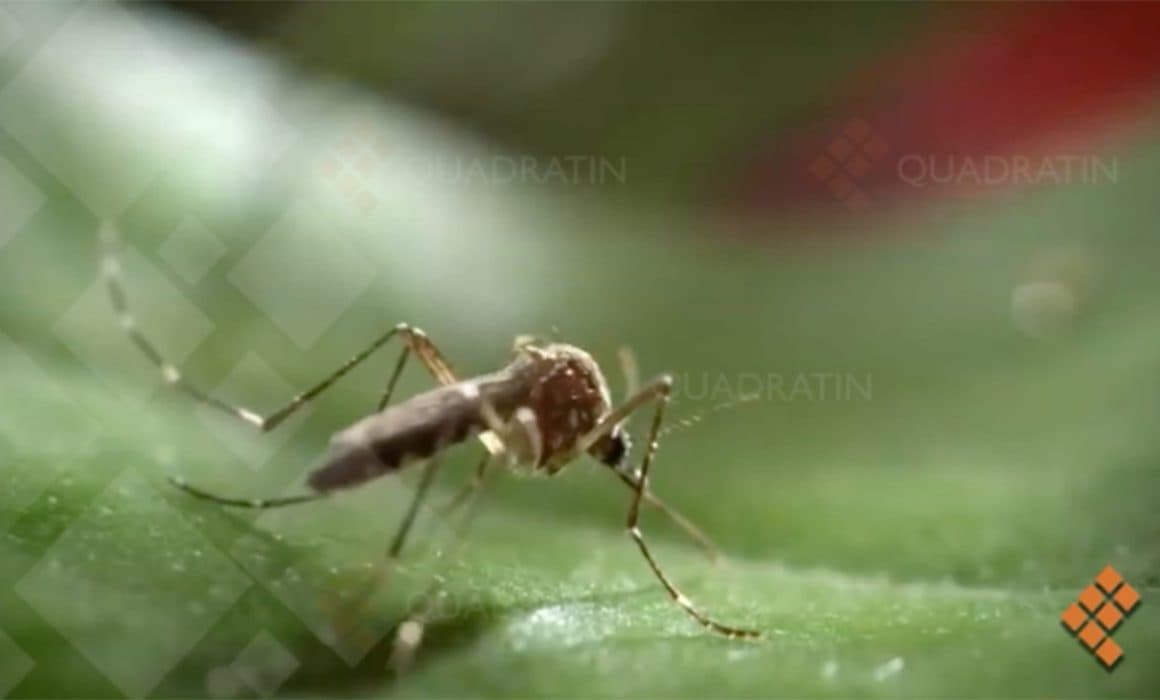 Suman ya 606 casos confirmados de dengue en la región de Puerto Vallarta