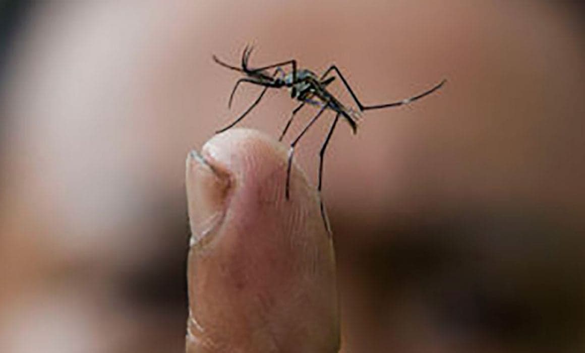 Suman más de 8 mil 400 contagios de dengue en Jalisco 