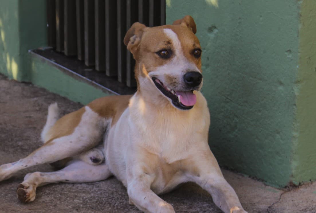 Solicita Regidora del PAN presupuesto para Bienestar Animal en SLP