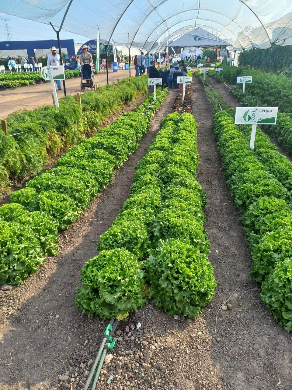 Impulso al campo potosino: productores asisten a Expo Agroalimentaria