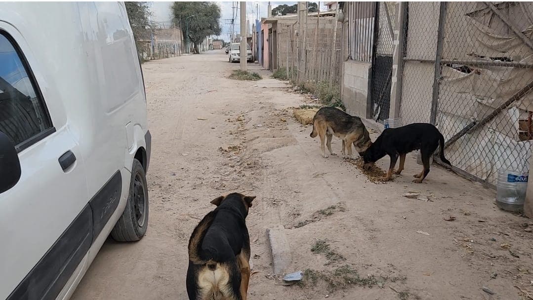 Asociación Dog Lovers acusa desinterés de Fiscalía ante maltrato animal