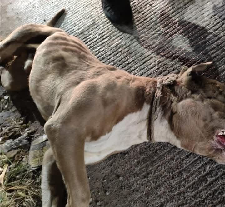 Animales muertos, atropellados y perdidos por la pirotecnia Guadalupana
