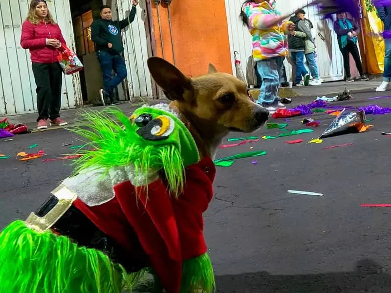 El peligro de la pirotecnia para mascotas en fin de año: un aumento alarmante de extravíos