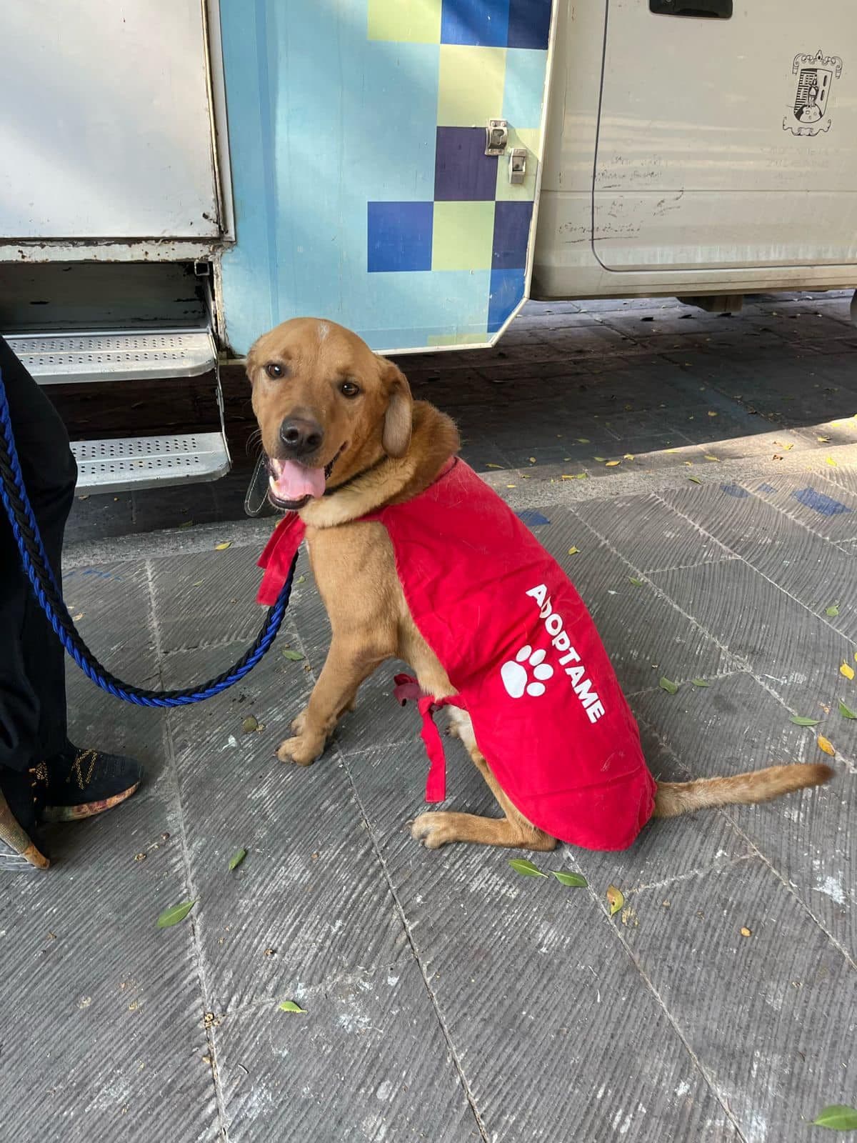 Gobierno de San Luis Potosí refuerza bienestar animal