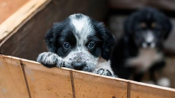 Asociación Huella Amiga pide evitar compra de mascotas en Navidad