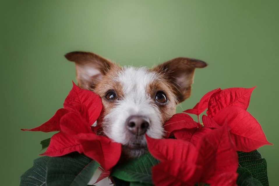 Las nochebuenas: una flor navideña que puede ser peligrosa para tus mascotas