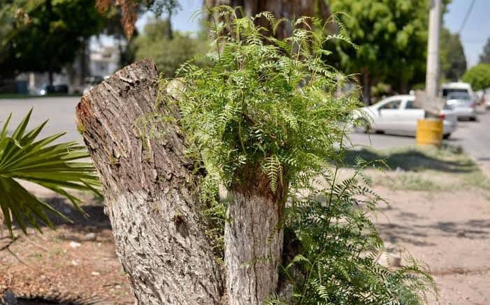 Municipio impone 30 sanciones por tala y poda ilegal de árboles en 2024