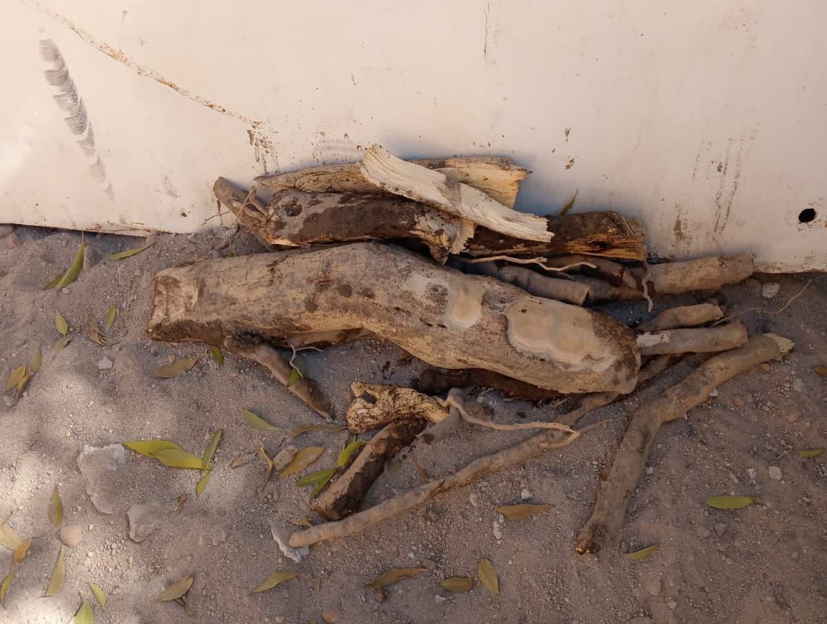Repara Interapas fuga en Col. Arbolitos causada por raíces invasivas