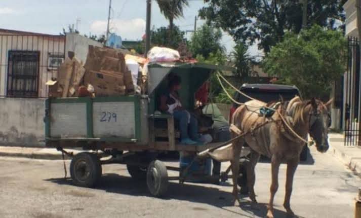 Revisan salud de equinos usados en recolección de basura