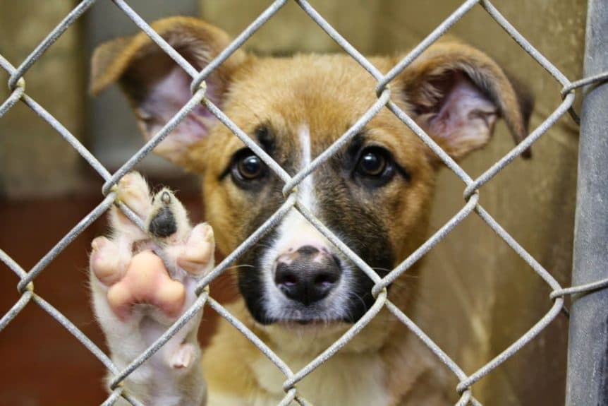 Reputan casos de maltrato animal en SLP