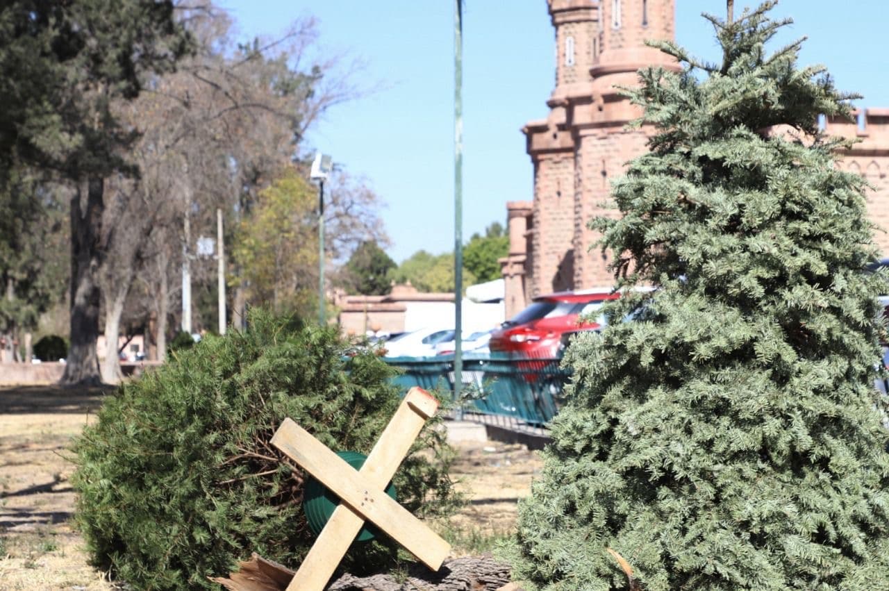 Inicia recolección de pinos navideños naturales en SLP