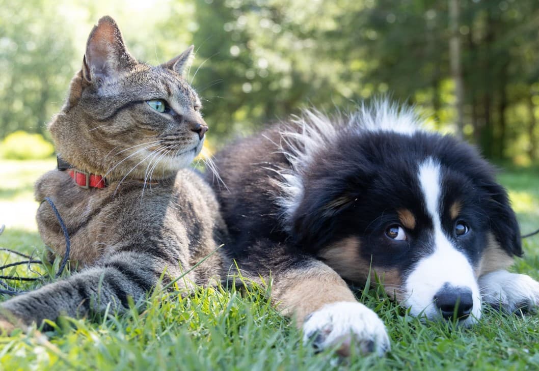 Prepara PAN nuevas iniciativas por el bienestar animal para 2025