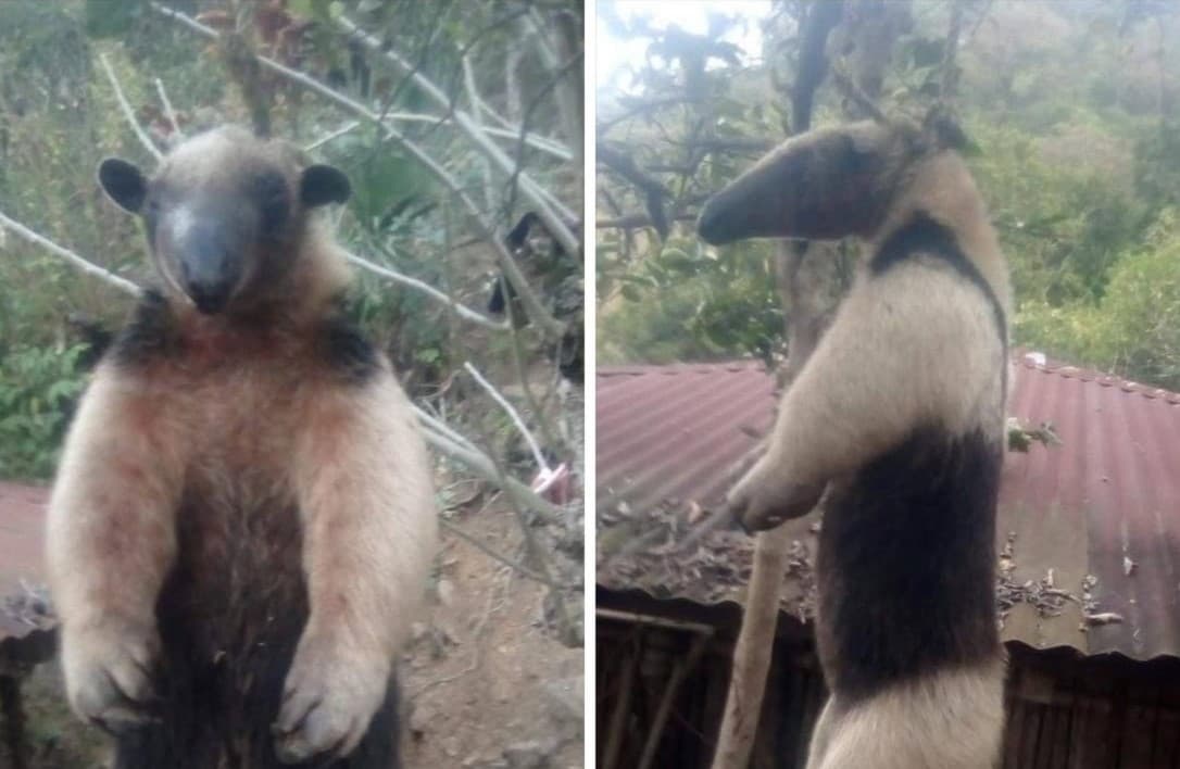Acusan activistas indiferencia de autoridades en protección de especies de la Huasteca